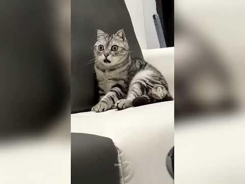 Lazy Owner Cat 😹 Funny Cat Compilation | Cute & Relatable Moments #catvideos #funny #comedy