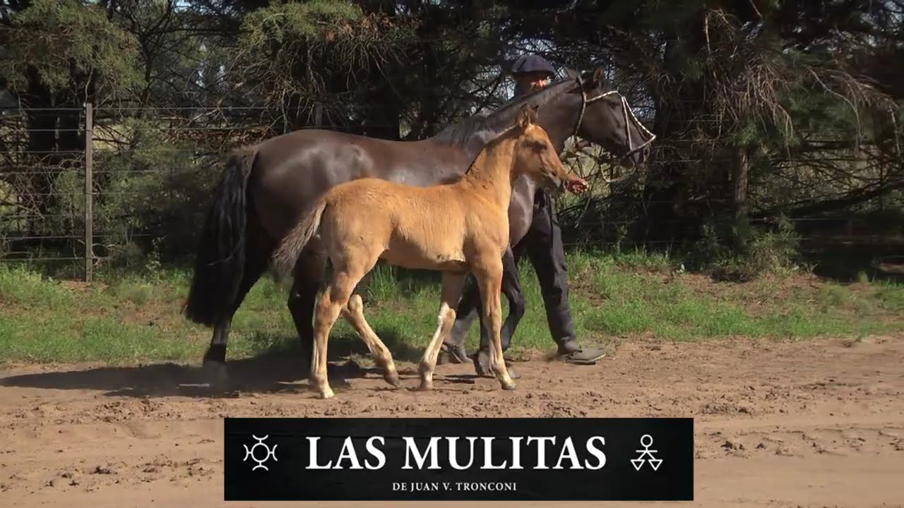 BACKSTAGE DE LA PRODUCCION AUDIOVISUAL PARA "EL RINCON" DEL PROXIMO REMATE DE CABAÑA "LAS MULITAS"