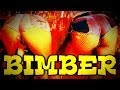 Chwytak & Dj Wiktor - "BIMBER" (Pitbull & Ke$ha ...