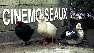 CINEMOISEAUX