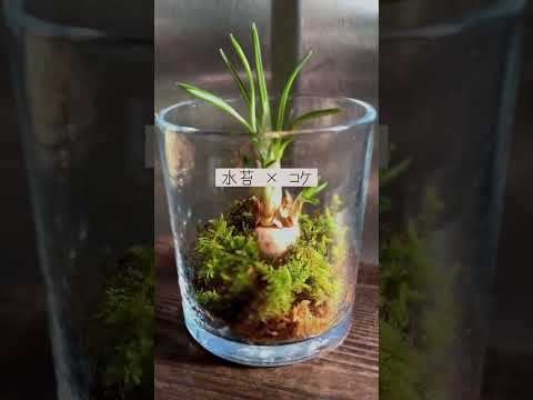 鉢植えのヒヤシンスの手入れ：この崇高な花を室内で植え、水をやり、咲かせる方法は？  庭園