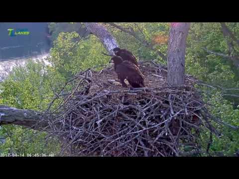 2017 04 14 06h44m Dale Hollow~Fish deelivery~ DH1 took the fish