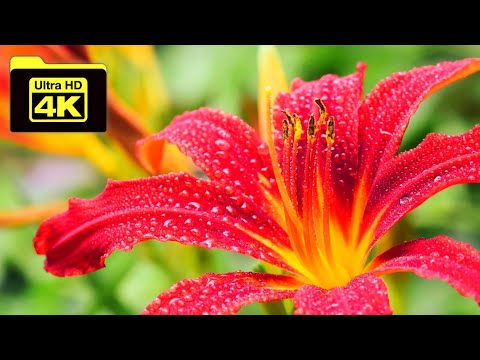4k Ultra HD Flower Video🎥 । 4k Beautiful Flowers🌹। 4k Colorful Flowers💐। 4k Video । PERFECT DUNIYA ।