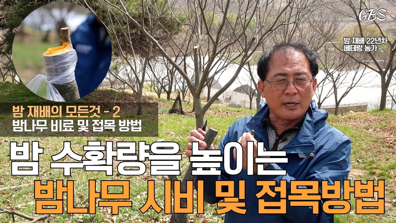 [밤의 모든것 2] 밤나무 시비 및 접목방법