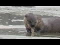 RIVER OTTER EATING A BULLFROG