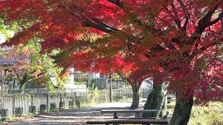 preview picture of video '京都 紅葉 山科疏水・安朱橋あたり Biwako Canal in autumn, Kyoto(2013-11)'