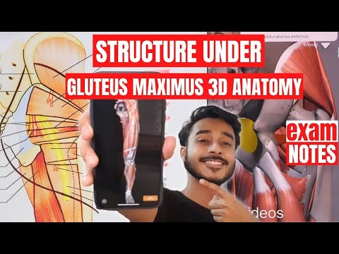Structure Under Gluteus Maximus Muscle Anatomy | Muscle Of Gluteal Region Anatomy