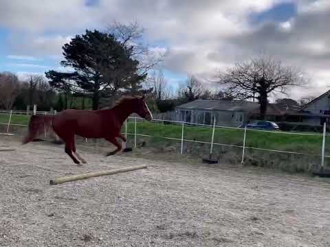 Tangelo can de Zuuthoeve x Zirocco Blue x Heartbreaker 2018 16.3hh gelding for sale