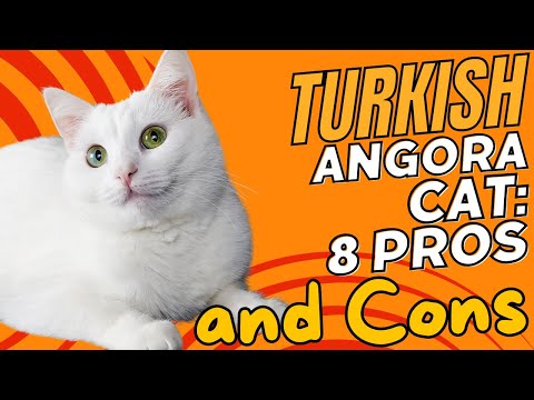Turkish Angora Cat: 8 Pros and Cons 🐾✨