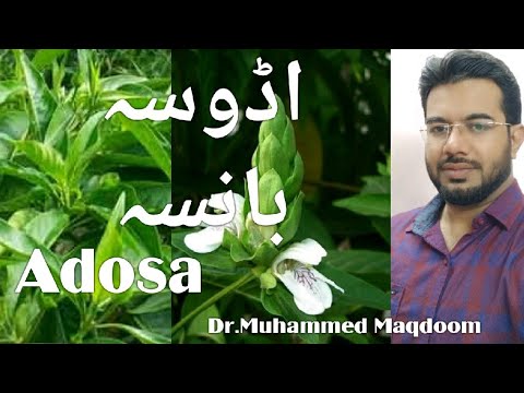 Adosa, bansa, vasaka shrub by Dr.Muhammed Maqdoom