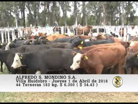 01-04-16 Venta de Hembras - Alfredo S. Mondino - Villa Huidobro.