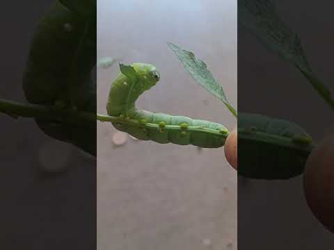 infamous tomatoe horn worm