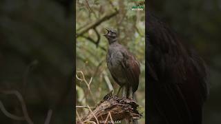 Download lagu Burung Ini Bisa Meniru Suara Apa Pun yang Didengarnya 😲 mp3