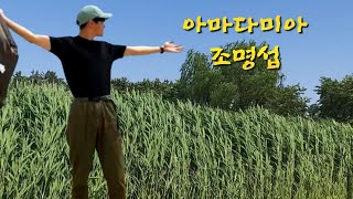 님의 생각에 가슴태우는 사랑은 슬퍼라🎶🦕🦕#조명섭 #아마다미아