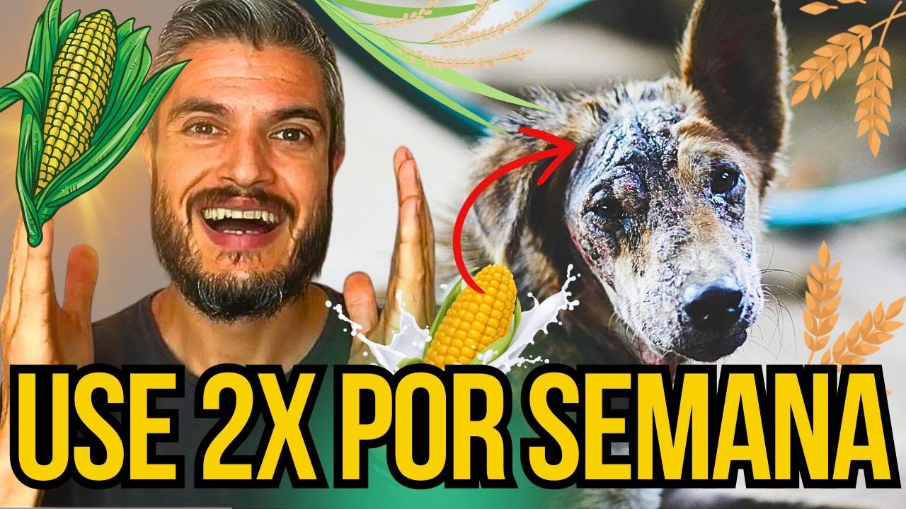 CURAR COCEIRA E DERMATITE DE CACHORRO EM CASA C/ REMÉDIO HIDRATANTE CASEIRO BANHOS SEMANAIS NO CÃO