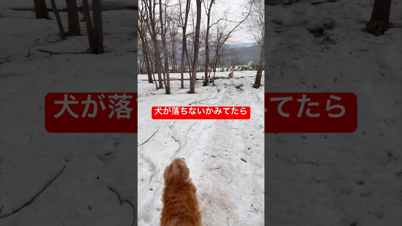 犬が落ちないか見てたら、パパが落ちました