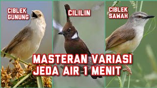 Download lagu Masteran variasi cigun vs cililin vs ciwah dengan jeda air mp3 Download lagu Masteran variasi cigun vs cililin vs ciwah dengan jeda air mp3