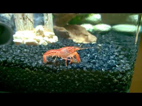 CPO Zwergflusskrebs durchsucht Schneckengehäuse