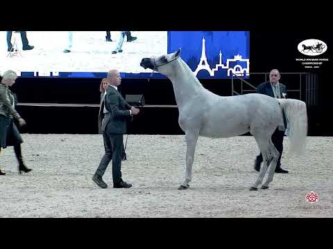 N 64 ANAWERA   World Arabian Horse Championship 2021   PARIS   Senior Mares Class 3B
