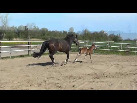 Typvolles Hengstfohlen von For Dance