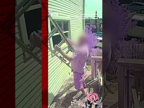 Friendly golden retriever greets home intruder with toys. #California  #BBCNews