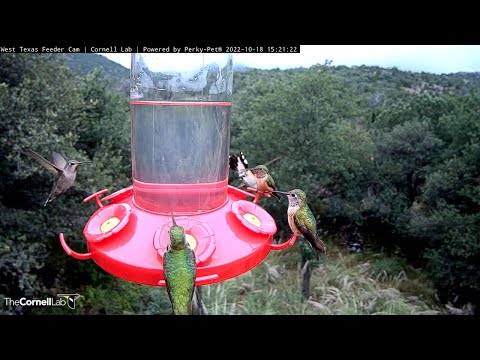 Anna's Hummingbird Highlights Bevy Of Visitors In West Texas — Oct. 19, 2022