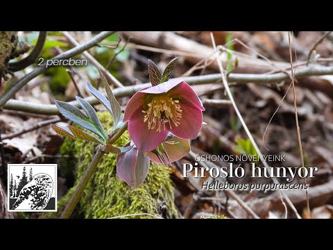 Pirosló hunyor