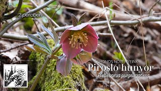 Pirosló hunyor – fajismertető videó