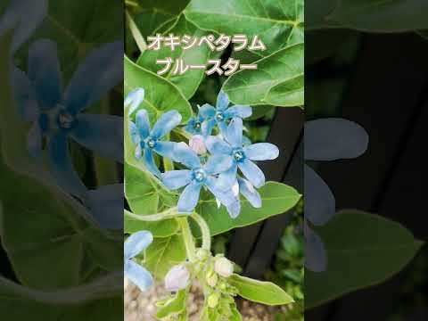 ロックガーデンで育てるべき低木と多年草はどれですか?目を惹く10種！  庭園