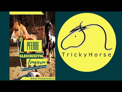 2 Pferde gleichzeitig an der Longe