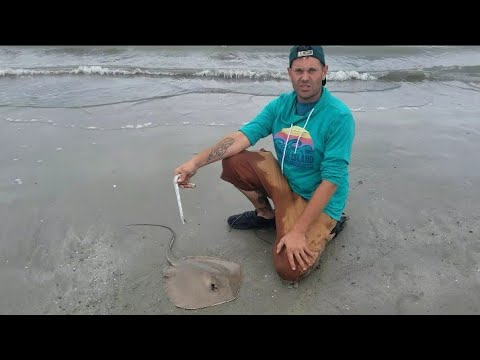 How to safely unhook a stingray catch and release surf fishing