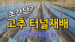 초간단 고추 터널재배 이렇게 만들었어요. 2026년 고추 모종 정식 서리 냉해 걱정없는 고추농사