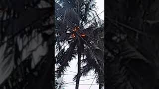 Download lagu detik detik pohon kelapa tersambar petir mp3