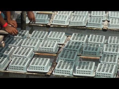 , title : 'Starting a Business - Crab Farming technology in Boxes and How to Start a Business in Crab Farming'