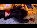 Child S Play Charles Transferring Into Chucky HD 1988
