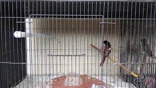 Download lagu Seriwang Asia/tali pocong, proses mutasi ke warna putih mp3