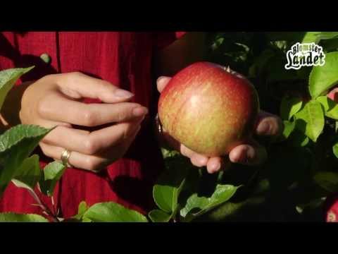 , title : 'Äppelsorten Aroma - kort information'