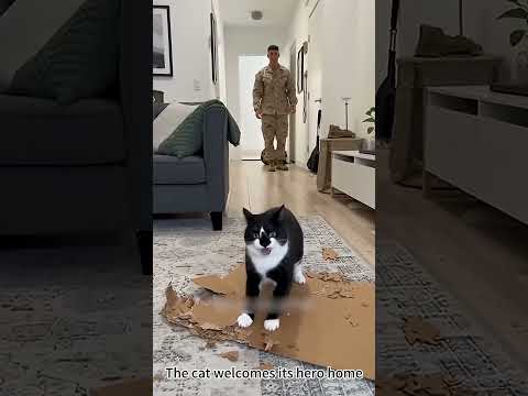 The cat welcomes its hero home #cat #soldier #militarytiktok #militaryhomecoming #usa🇺🇸