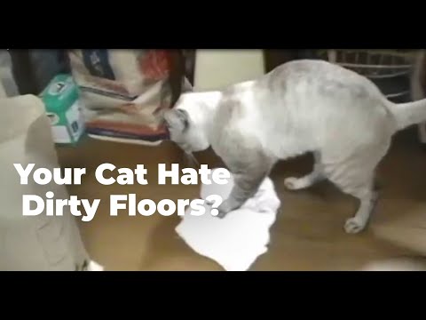 Your Cat Hate Dirty Floors? Fresh Step Clean Paws® - YouTube