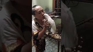 Download lagu Parrots Can Say 'Assalamualaikum' mp3