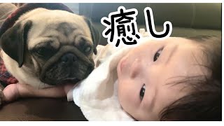 【パグ/Vlog】世界を癒すPugと赤ちゃんーみんな仲良くしよー