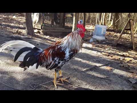 Whitehackle x Spangled Albany x Kelso Stag