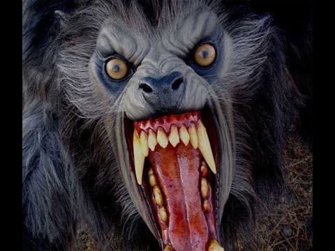 DJ Ande - The Wolf - New Old Skool Jungle Drum n Bass - Karma Recordings