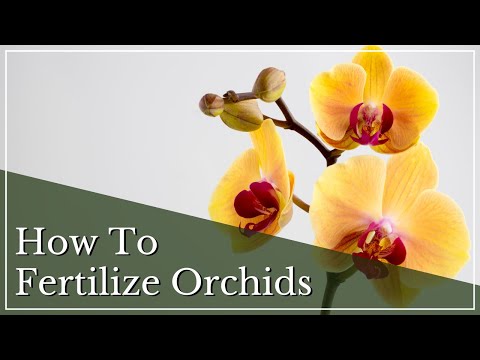 How to Fertilize Orchids | Fertilizing Orchids | Orchid Care | How to Fertilize an Orchid Houseplant