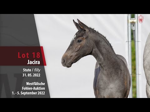 Fohlen-Auktion Lot 18 Jacira Stute v. Jasper - Cheval de blanc