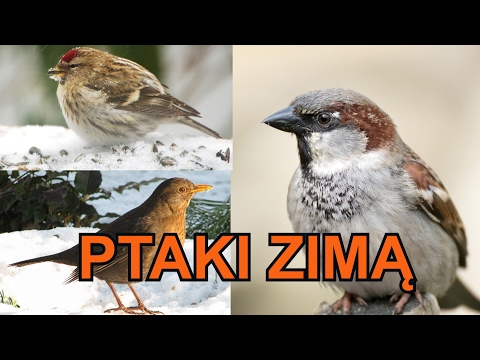 Polskie ptaki zimą - nowy film edukacyjny dla dzieci po polsku - AbcZabawa