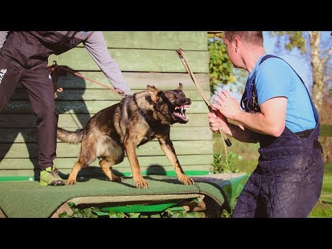 Azul vom Vildav - protection 11/2017