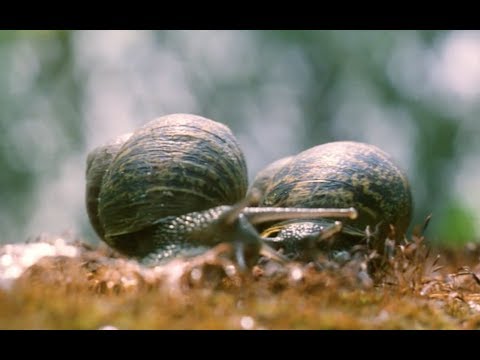 Ibrido Azzurro - Danza della Lumaca