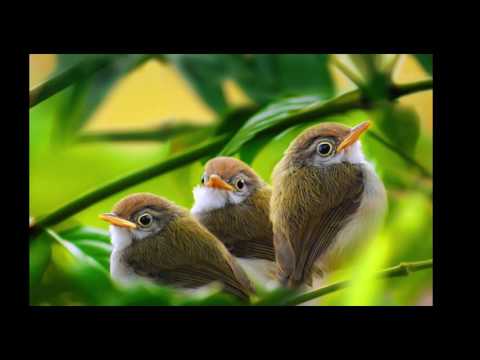 Cumbia de los pajaritos ORIGINAL