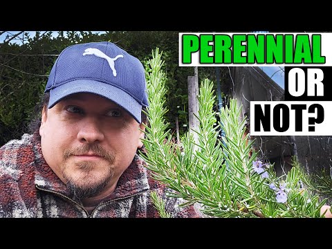 How To Grow Rosemary From Cuttings Two Ways BOTH Easy